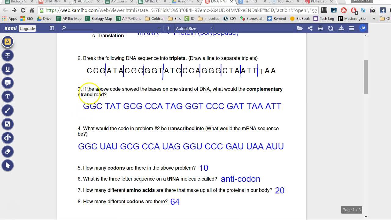 Protein Synthesis Gizmo Answer Key Lucy