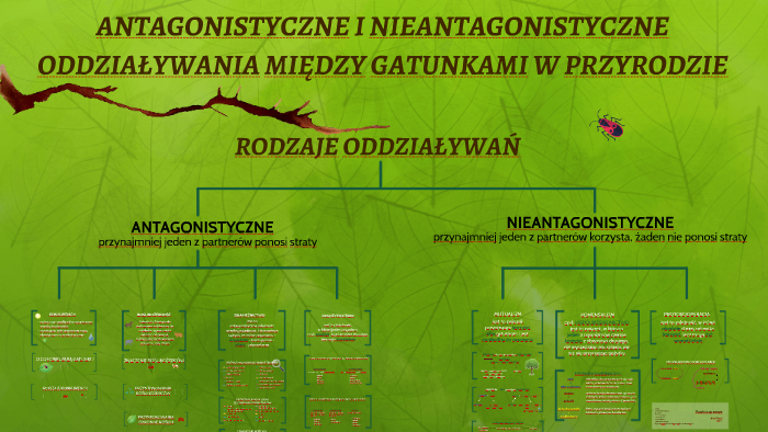 ANTAGONISTYCZNE I NIEANTAGONISTYCZNE by michał wilewski on Prezi Antagonistyczne I Nieantagonistyczne Zależności Między Organizmami