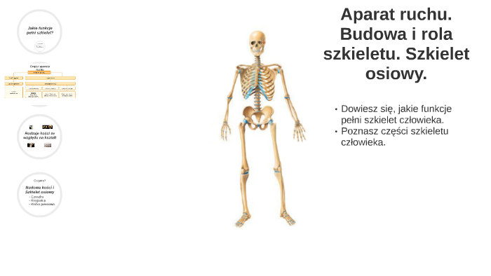 Aparat Ruchu Budowa Szkieletu Klasa 7