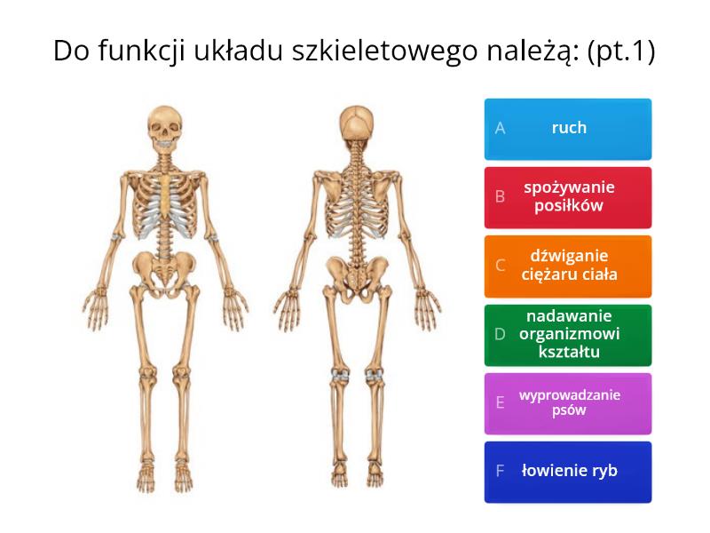 Aparat Ruchu. Budowa szkieletu. - Test Aparat Ruchu Test