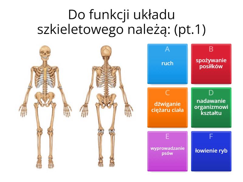 Aparat Ruchu. Budowa szkieletu. - Test Test Aparat Ruchu