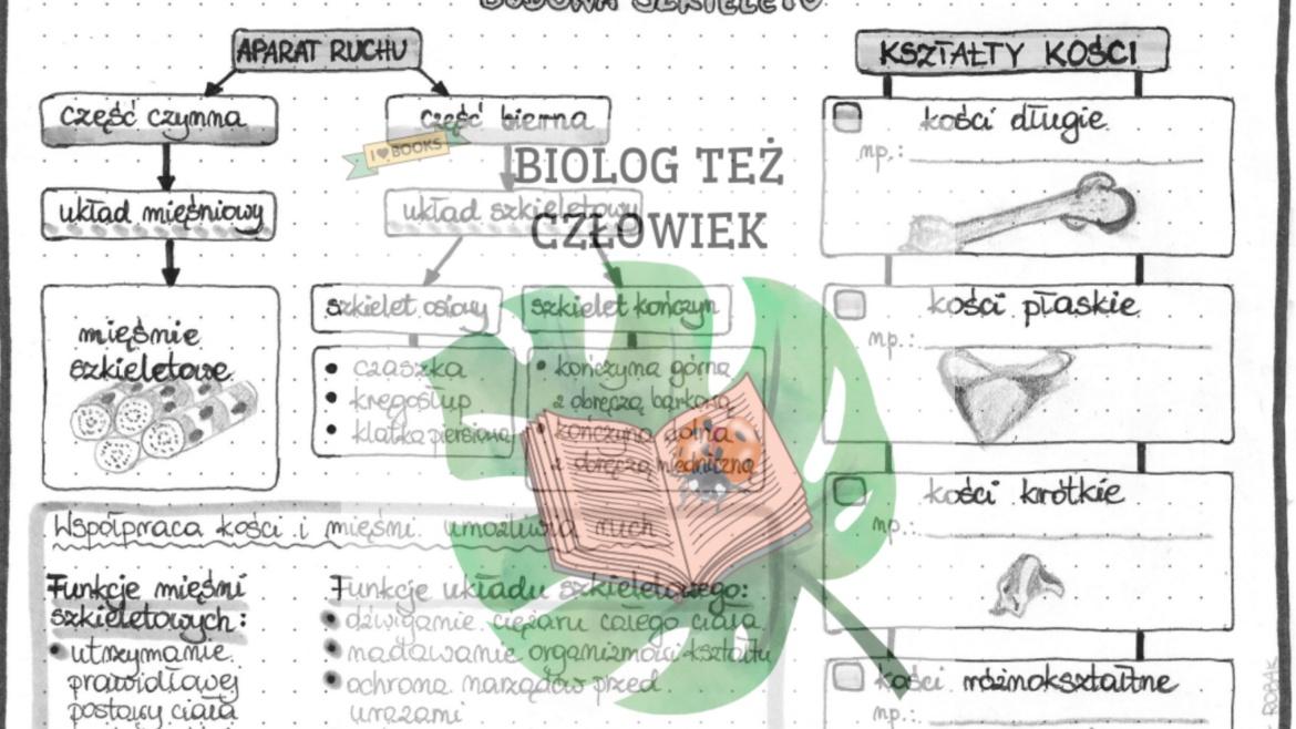 Aparat ruchu (część czynna i bierna - funkcje) - szarość • Złoty nauczyciel Sprawdzian Z Biologii Aparat Ruchu Klasa 7
