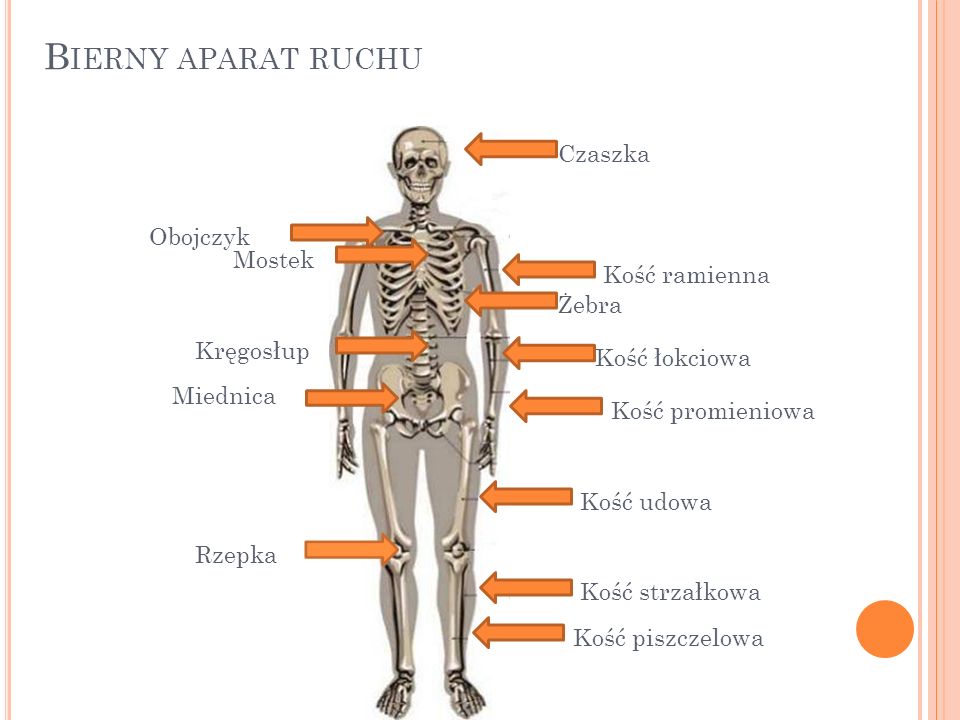 Aparat Ruchu Klasa 7 Powtórzenie