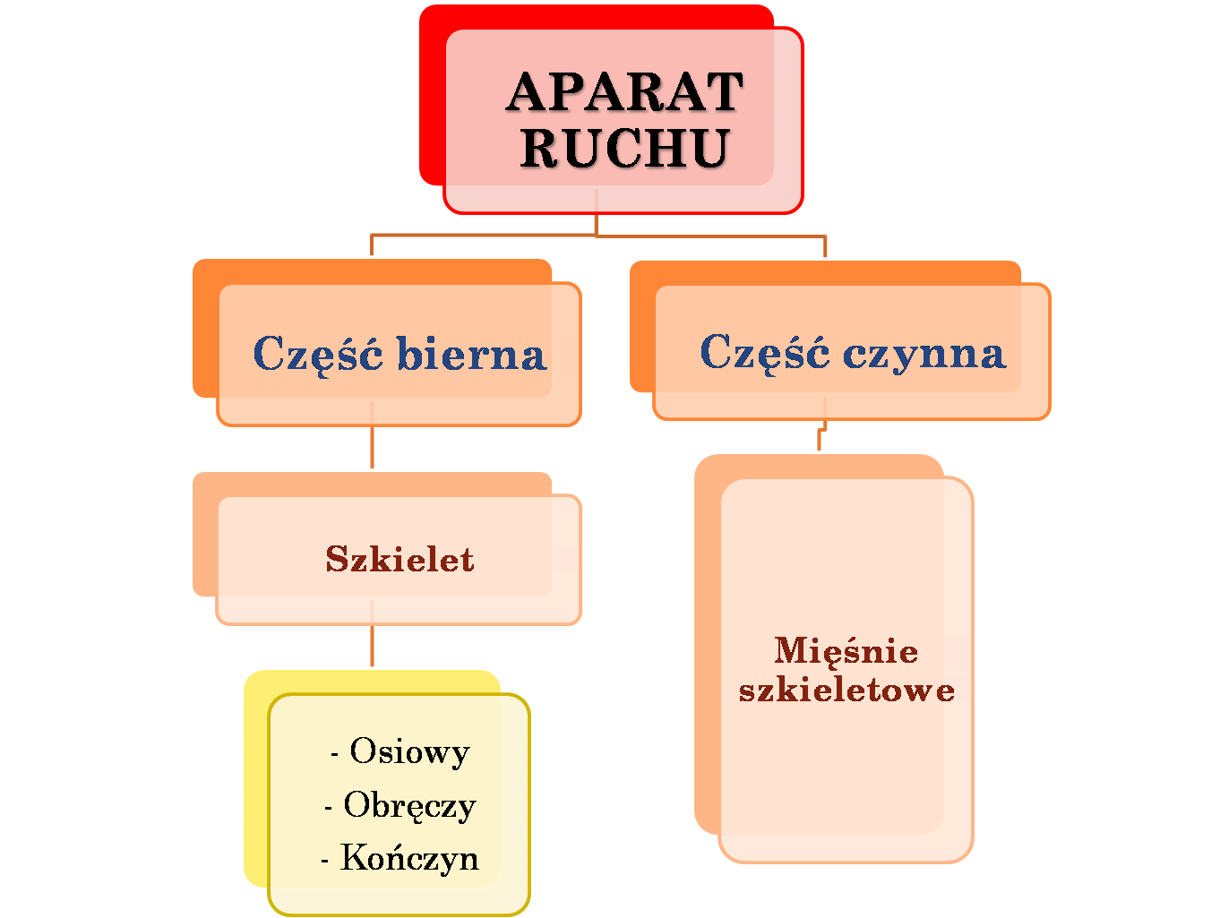 Aparat ruchu Referat on emaze Aparat Ruchu Klasa 7 Powtórzenie