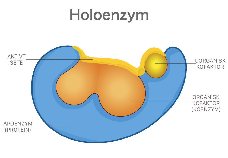 Apoenzym Jest Bialkowa Czescia Enzymu