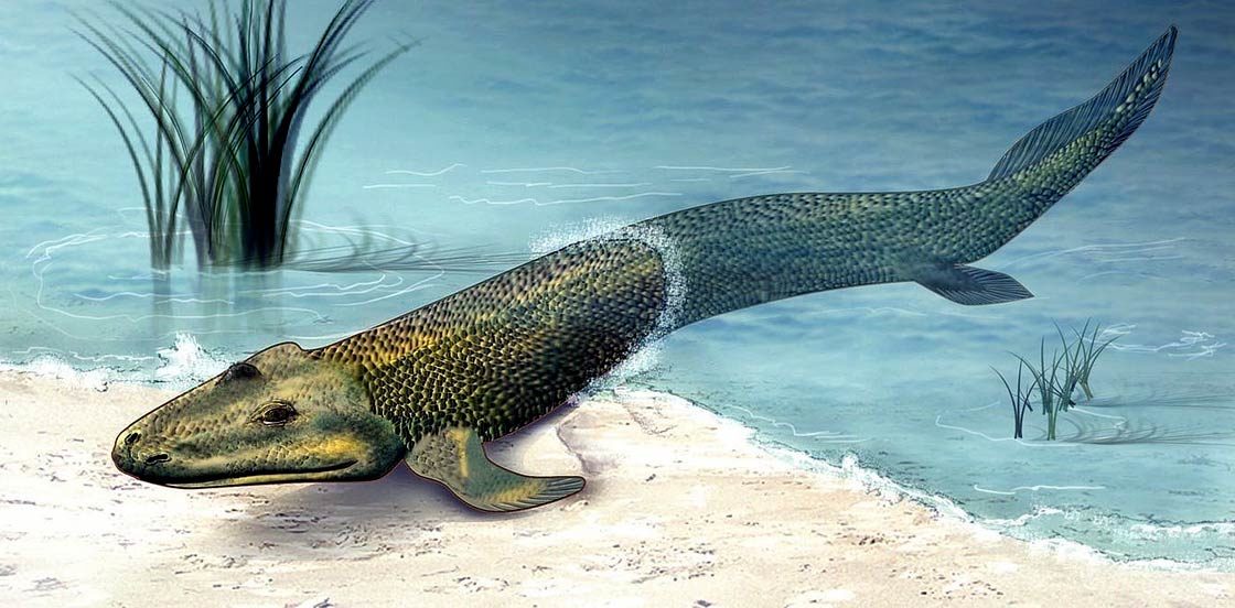 Archeopteryks To Forma Posrednia Miedzy