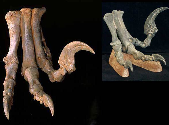 Archeopteryks To Forma Pośrednia Między - Margaret Wiegel Archeopteryks To Forma Posrednia Miedzy