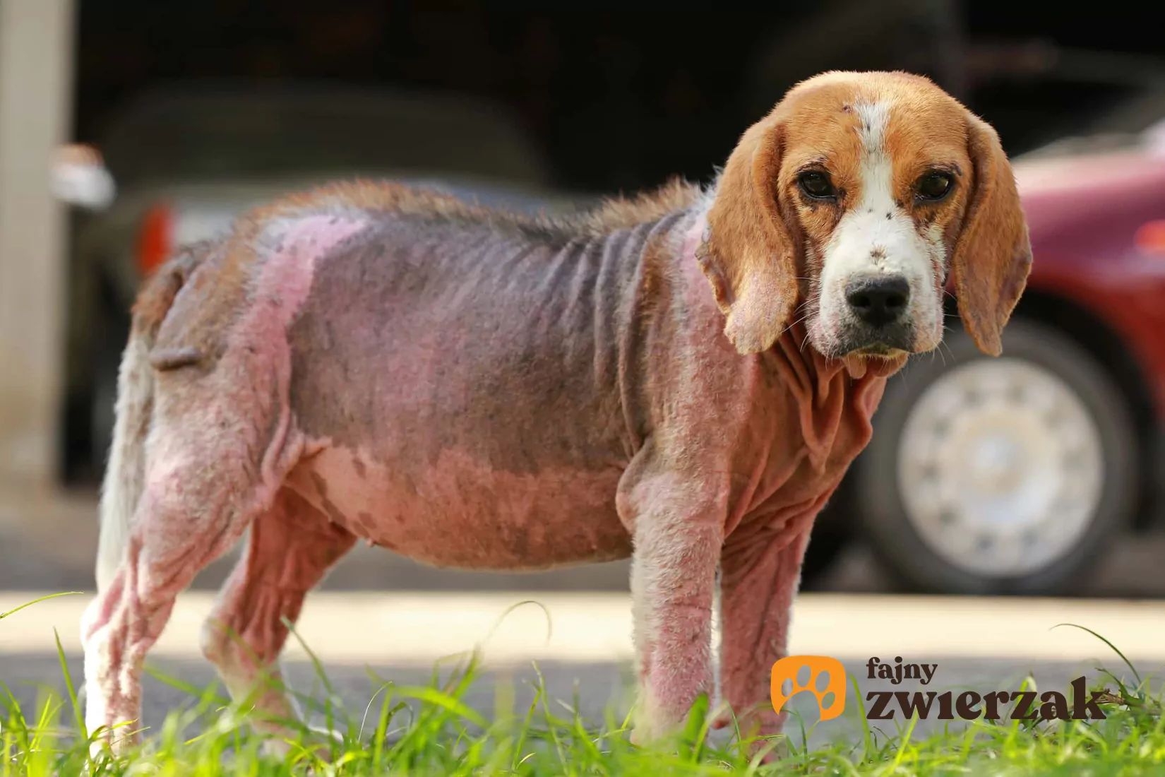 Atopowe zapalenie skóry u psa - objawy, sposoby leczenia, dieta Wyciskanie Larw Ze Skory Psa