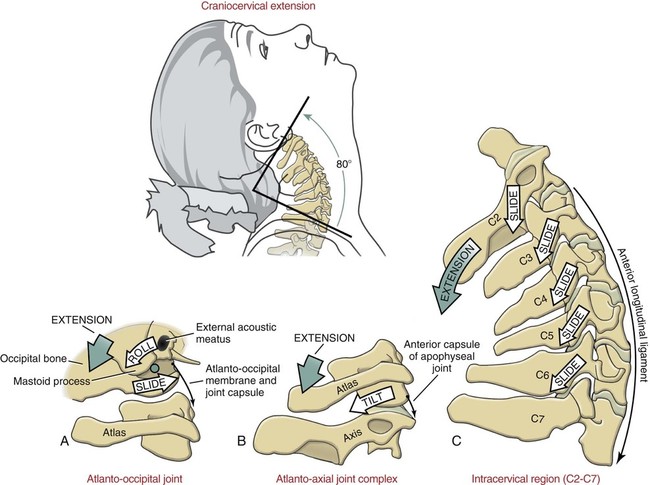 몸통뼈대(axial skeleton) - 척주구조와 머리뼈 : 네이버 블로그 Pies Który Jeździł Koleją Test