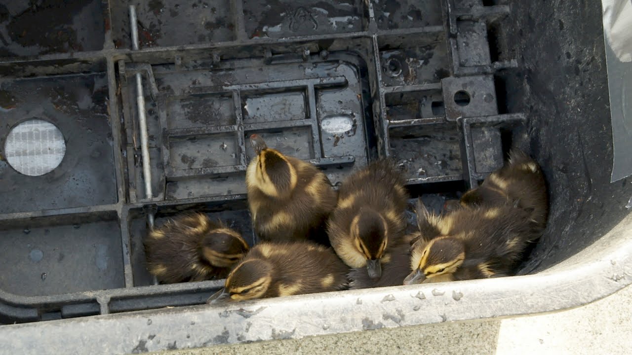 Baby Ducks Rescued from Storm Drain - YouTube Duck Loses Ducklings Down Drain