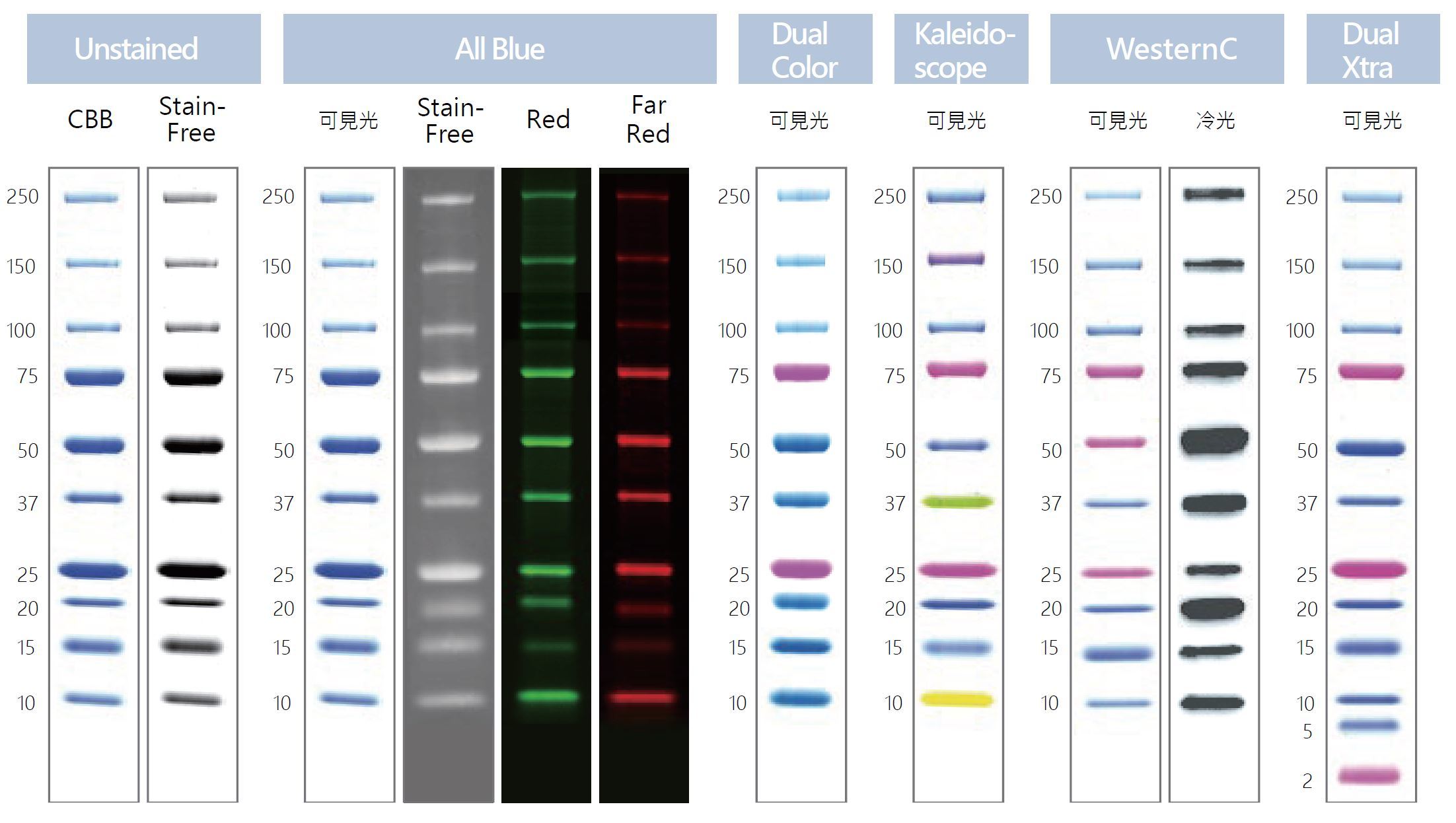 Precision Plus Protein Standard Dual Color