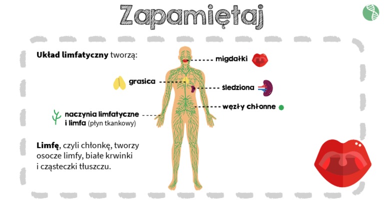Budowa I Funkcjonowanie Komórki Test Pdf