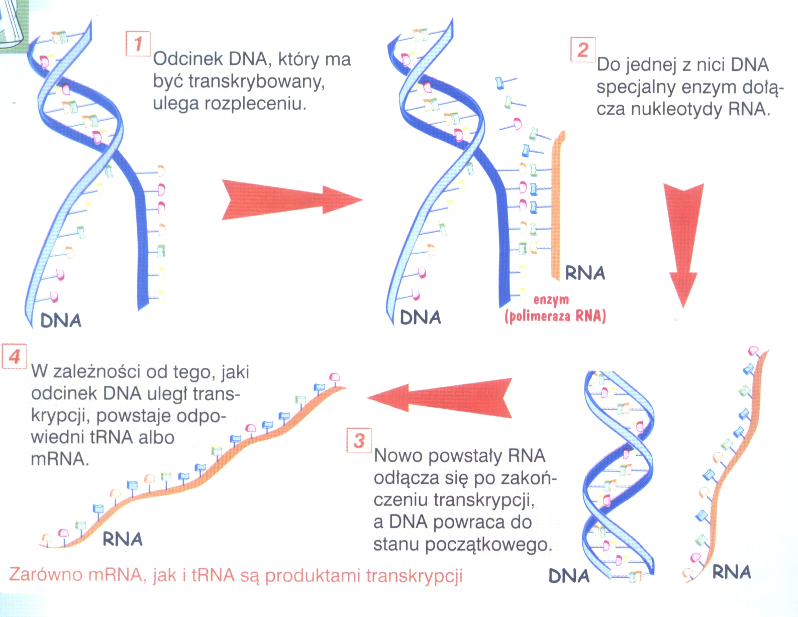 Co To Jest Transkrypcja Biologia