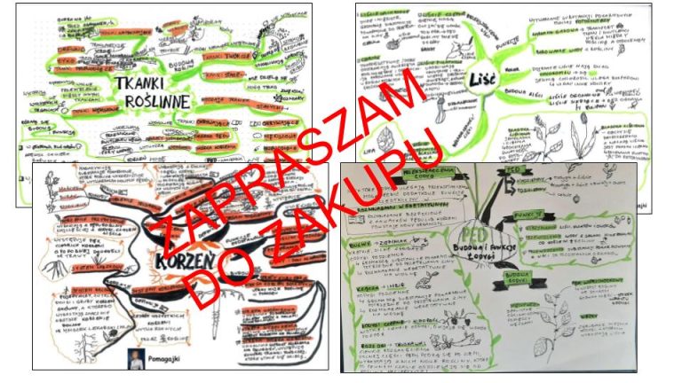 ? Biologia 5 klasa - tkanki i organy roślinne - zestaw sketchnotek Tkanki I Organy Roslinne Sprawdzian Klasa 5 Nowa Era
