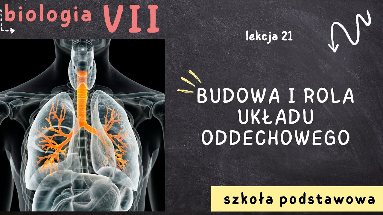 Biologia 7 [Lekcja 21 - Budowa i rola układu oddechowego] - YouTube Uklad Oddechowy Klasa 7 Test