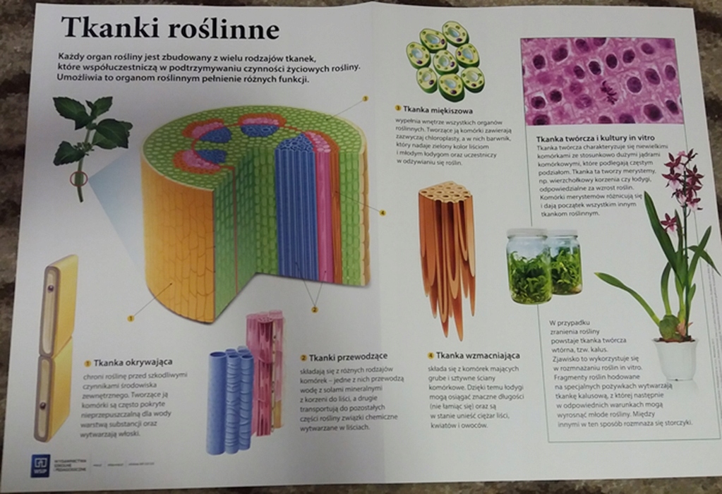 Biologia Klasa 7 Wsip Zeszyt ćwiczeń