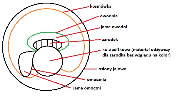 biologia: GADY Pluca Gadow Przedstawia Schemat Oznaczony Litera