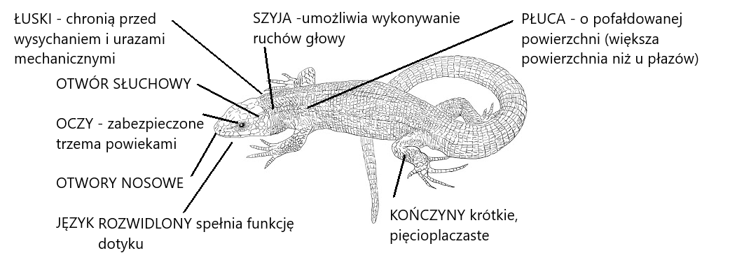 Przystosowanie Gadów Do życia Na Lądzie