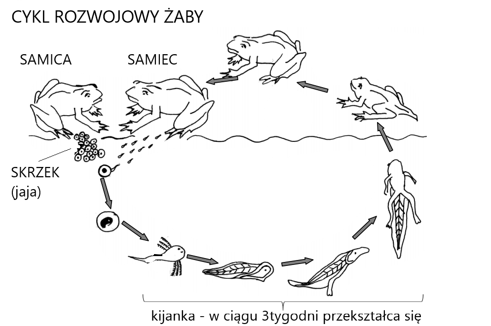 Cechy Rozrodu I Rozwoju Plazow