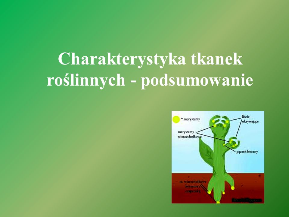 Biologia kl.5 dział IV 5th Grade Quiz | Quizizz Quiz Biologia Klasa 5 Dzial 4