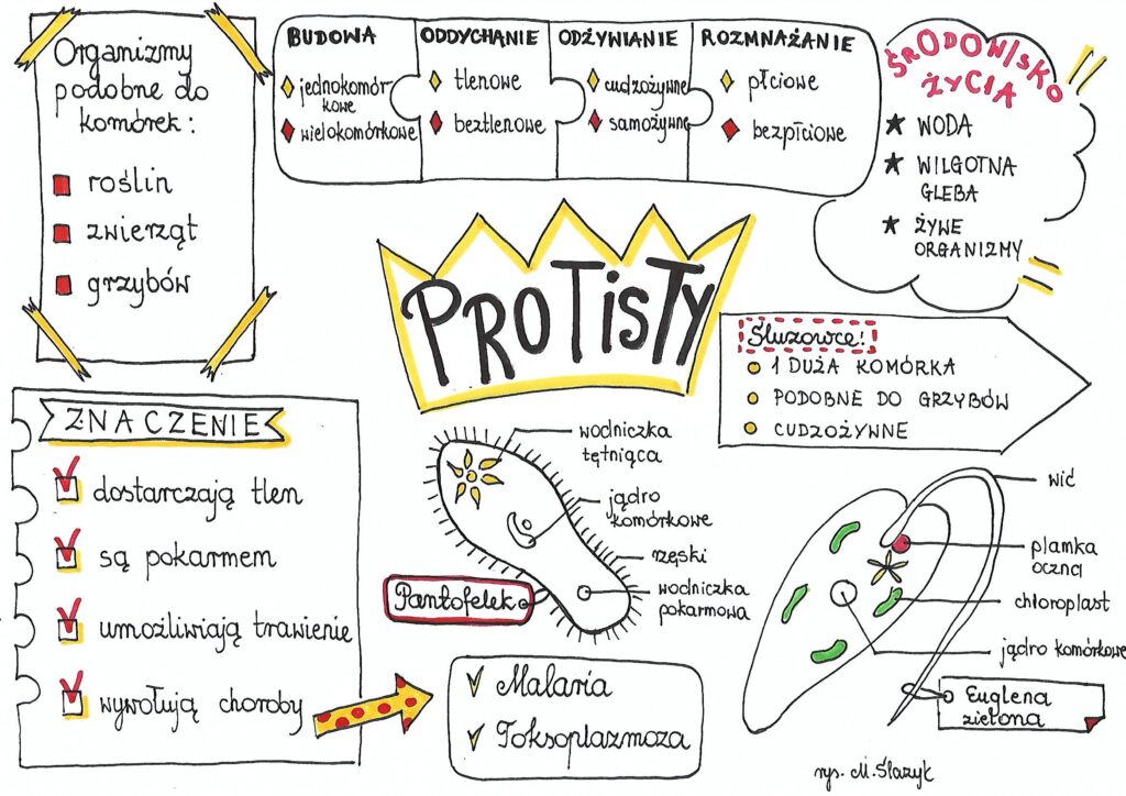 Biologia Klasa 5 Test Z Biologii 5 Klasa