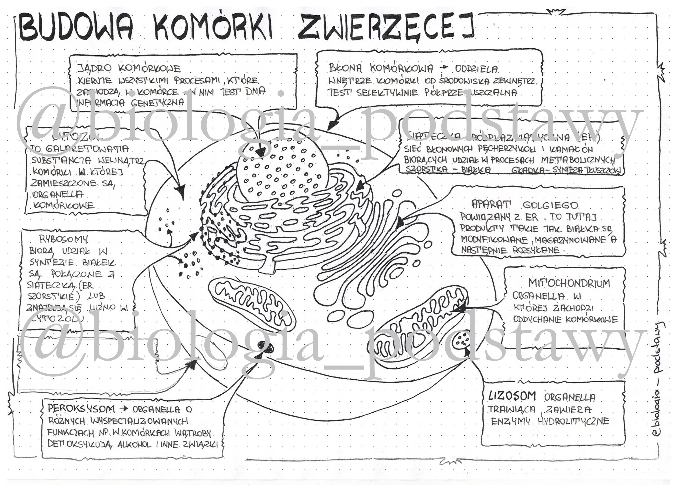 Sprawdzian Z Biologii Klasa 5 Dzial 1 Podstawy Biologii Struktura Komorki