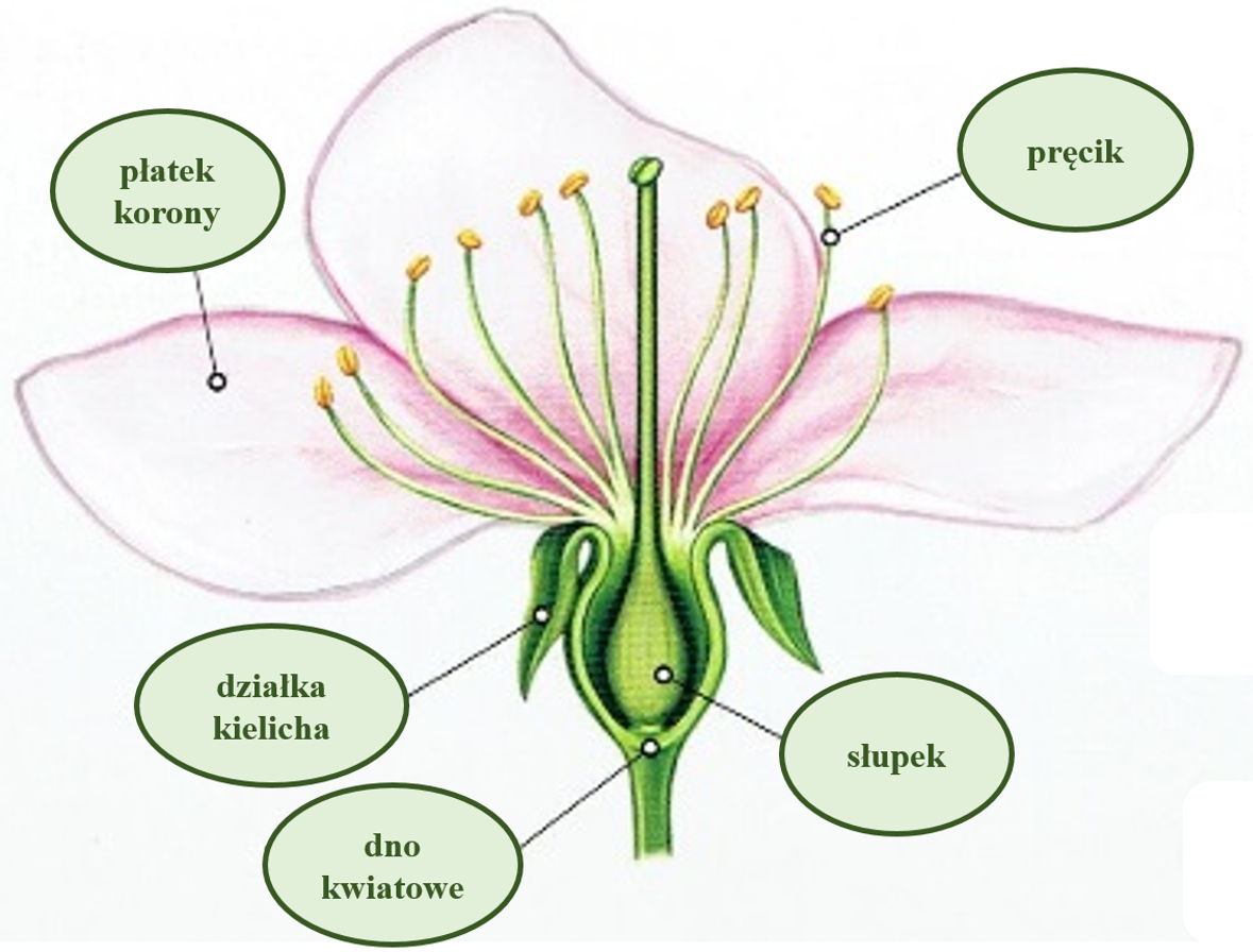 Biologia Klasa 5 Znaczenie Roslin Okrytonasiennych