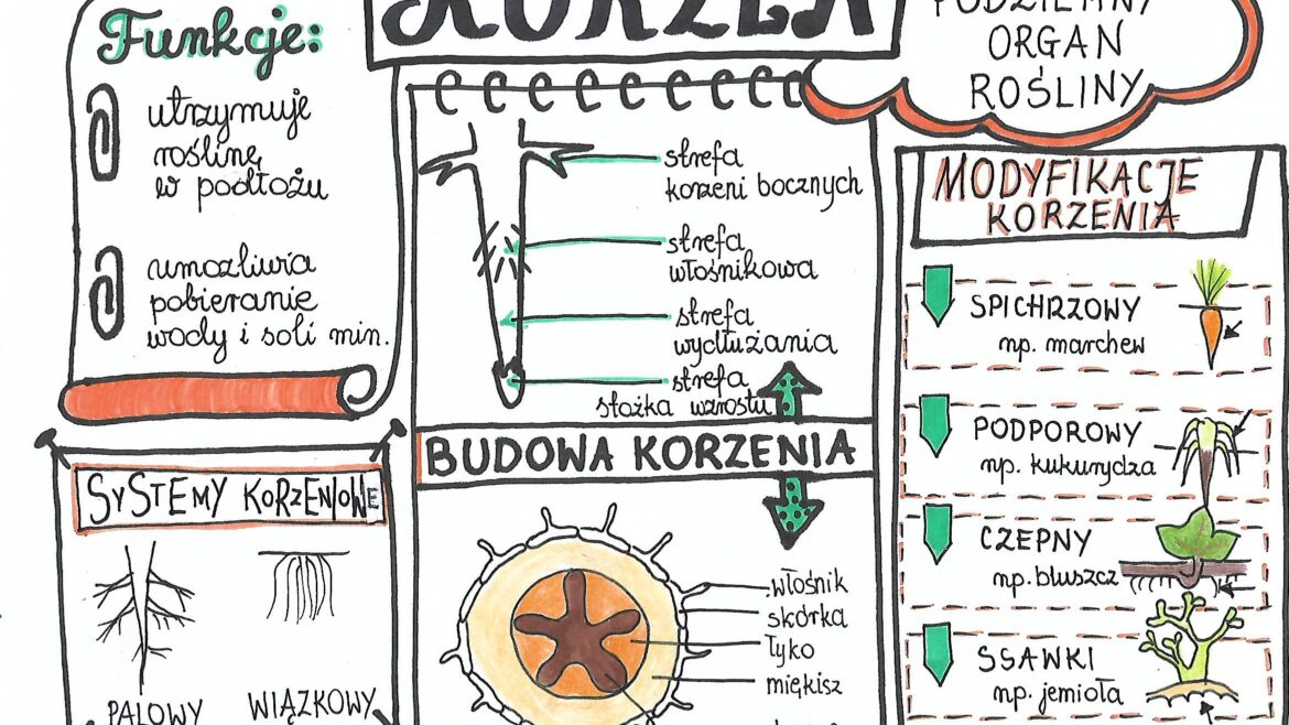 Biologia Klasa 5 Sprawdzian Klasa 5 Biologia Dzial 2
