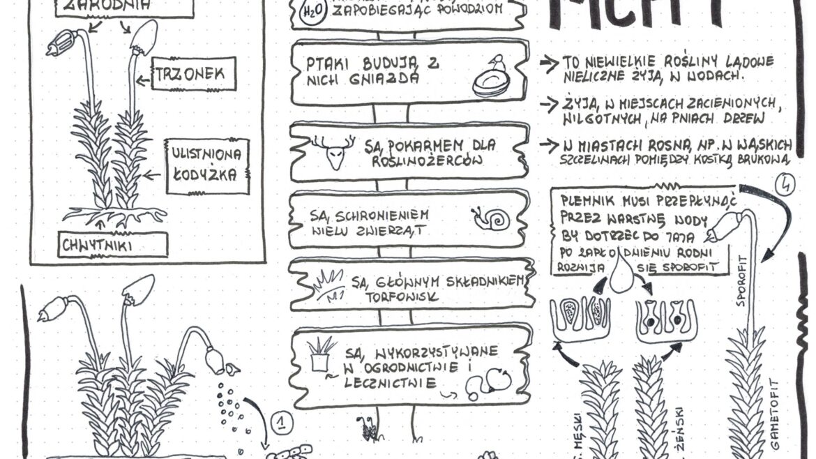 Biologia Klasa 5 Sprawdzian Z Biologii Dzial 4 Klasa 5