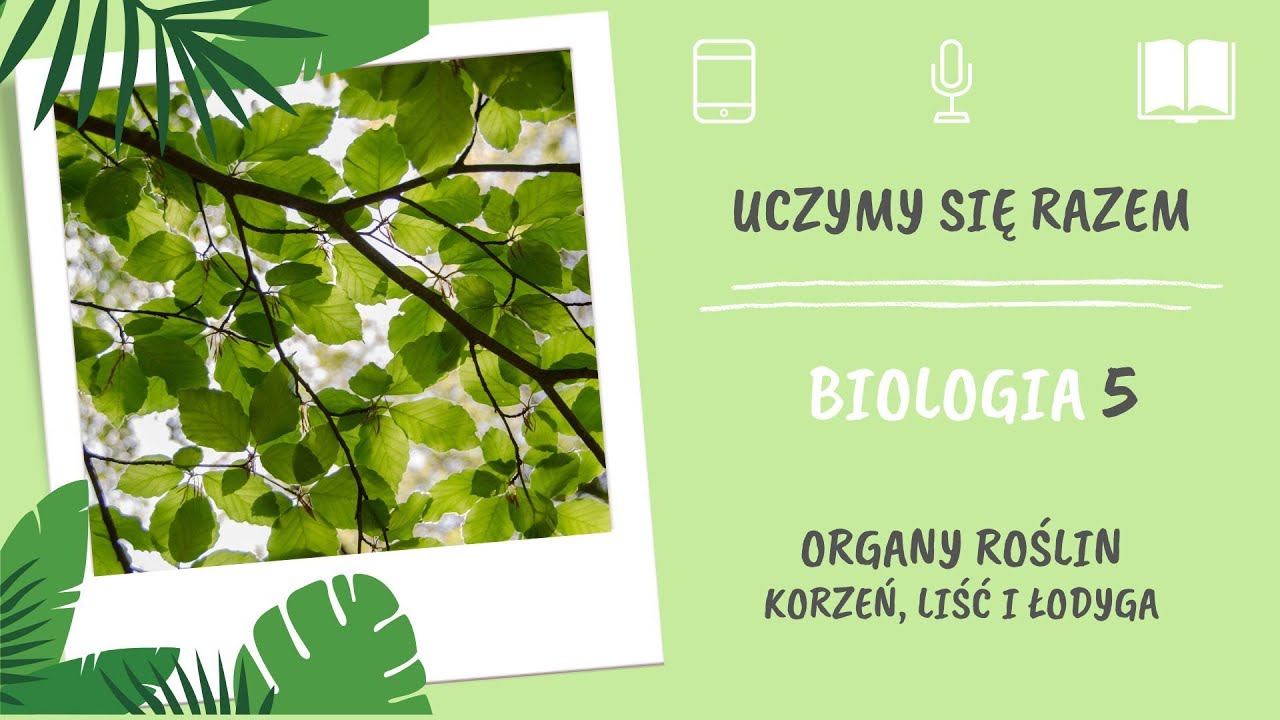 Biologia klasa 5. Organy roślin. Korzeń, liść i łodyga. Uczymy się Test Biologia Klasa 5 Korzen