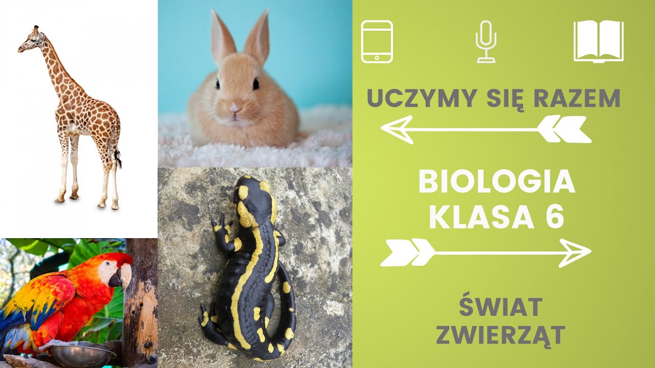 Biologia klasa 6. Świat zwierząt. Uczymy się razem - YouTube Test Biologi Dzial Klasa 6