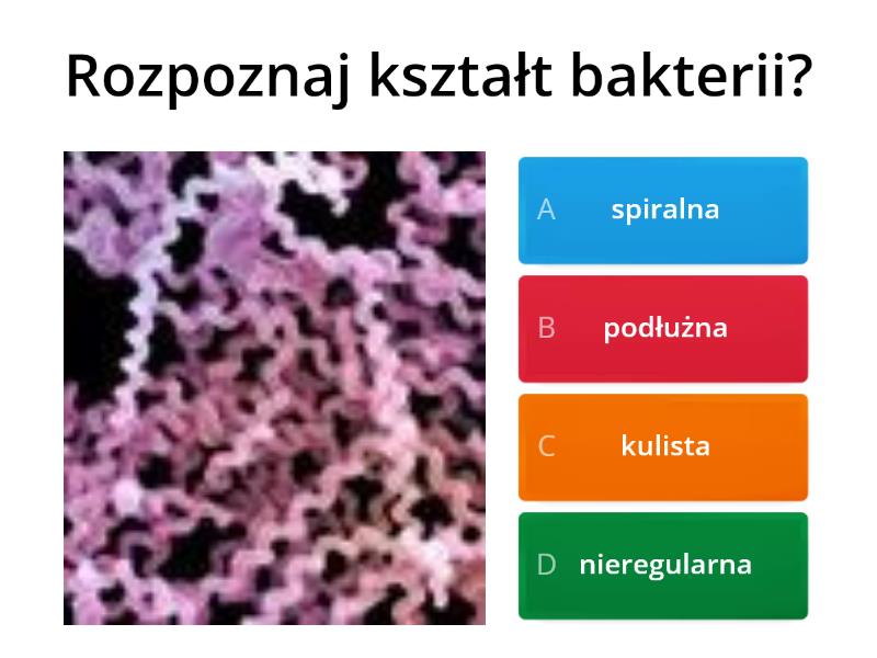 Wirusy Bakterie Protisty Grzyby Test