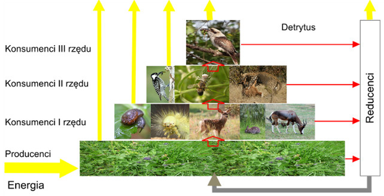 Biologia klasa VIII: Materia i energia w ekosystemie. Piramida Energii W Ekosystemie