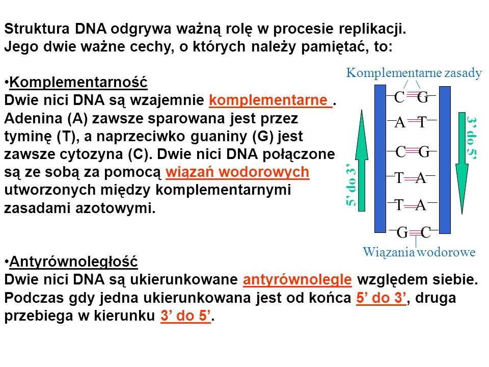 Biologia - nauka o życiu: Budowa i funkcje kwasów nukleinowych Budowa I Funkcje Kwasów Nukleinowych