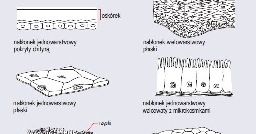 Tkanki Zwierzece Test 1 Gimnazjum Chomikuj