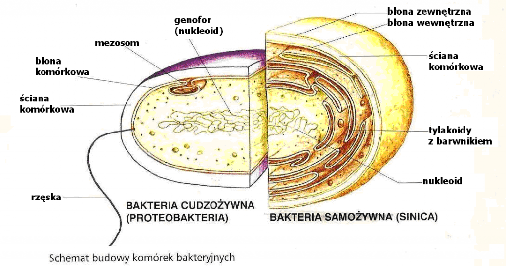 Na Rysunku Przedstawiono Dwie Bakterie Rozniace Sie Budowa Sciany Komorkowej