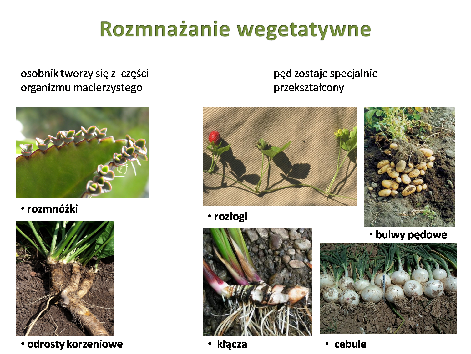 Rozmnazanie Wegetatywne Przyklady