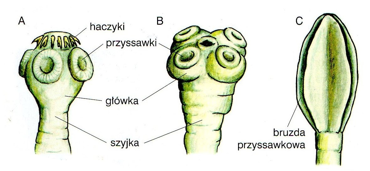 Biologia: PŁAZIŃCE (przegląd systematyczny cz.2) Rozwój Tasiemca Wymaga Obecności Dwóch żywicieli