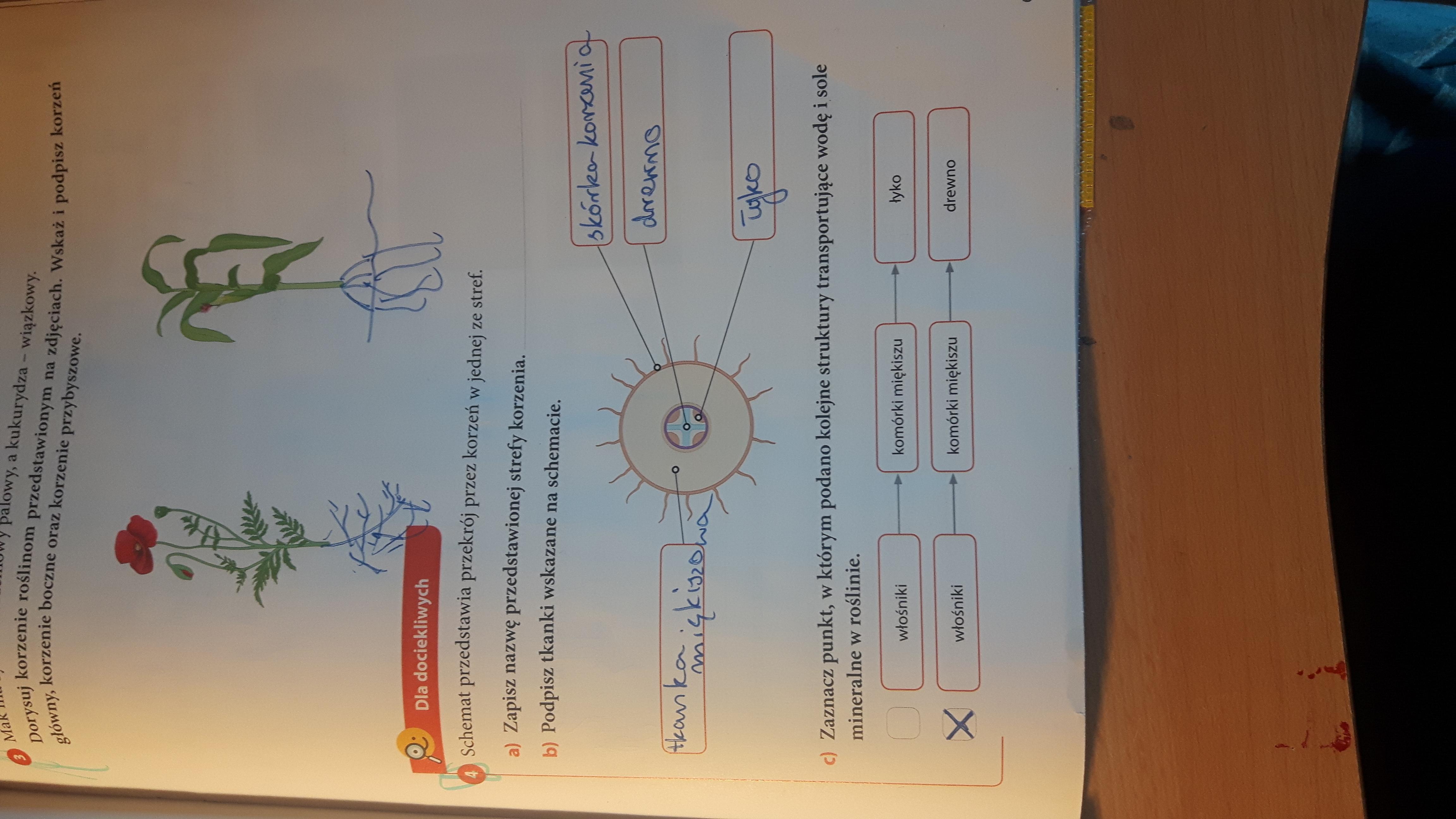 Biologia Puls życia Klasa 5 - Margaret Wiegel Sprawdzian Z Biologii Klasa 5 Dzial 1 Puls Zycia