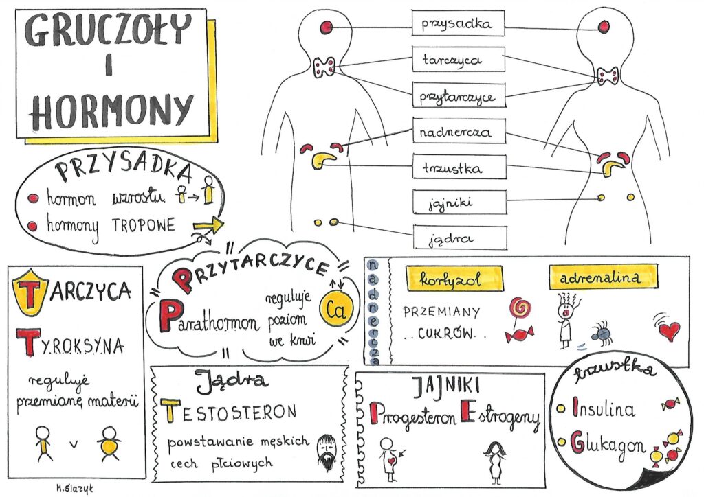 Układ Hormonalny Sprawdzian Biologia Na Czasie 2