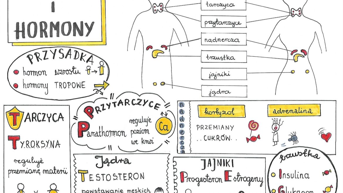 Uklad Hormonalny Biologia Klasa 7
