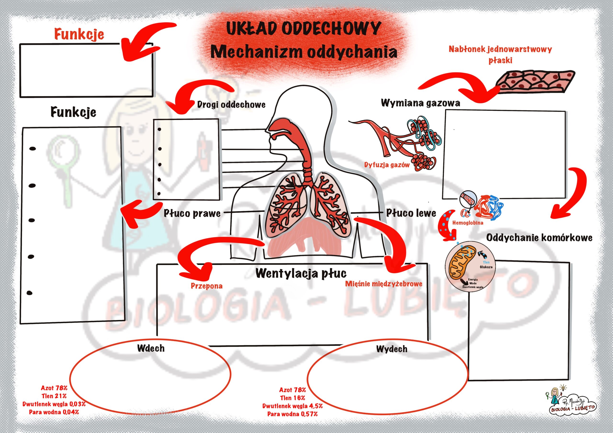 Biologia. Układ oddechowy, mechanizm oddychania. Karta pracy Sprawdzian Biologia Klasa 7 Uklad Oddechowy I Wydalniczy