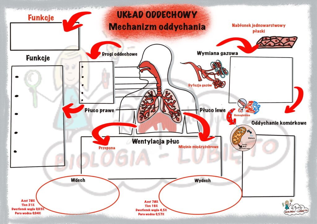 Biologia. Układ oddechowy, mechanizm oddychania. Karta pracy. • Złoty Biologia Klasa 7 Uklad Oddechowy
