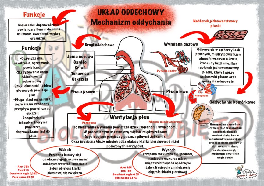 Biologia. Układ oddechowy, mechanizm oddychania. Notatka wizualna Sprawdzian Z Biologii Klasa 7 Uklad Oddechowy I Wydalniczy
