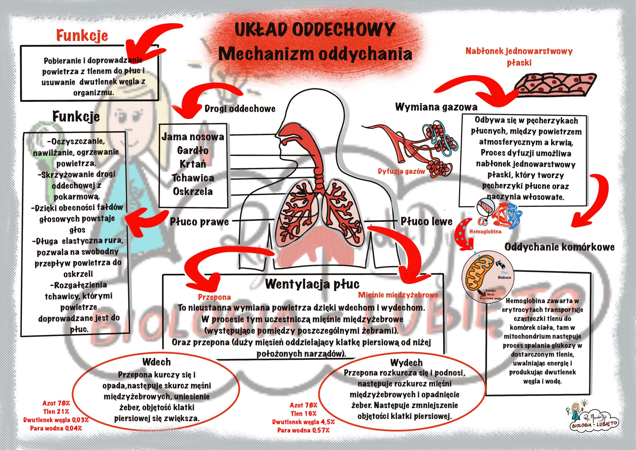 Sprawdzian Biologia Klasa 7 Uklad Oddechowy Nowa Era