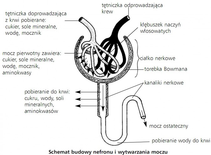 Biologia w gimnazjum w Starczy: Powstawanie moczu Podaj Nazwy Elementów Układu Wydalniczego Których Dotyczą Podane Opisy