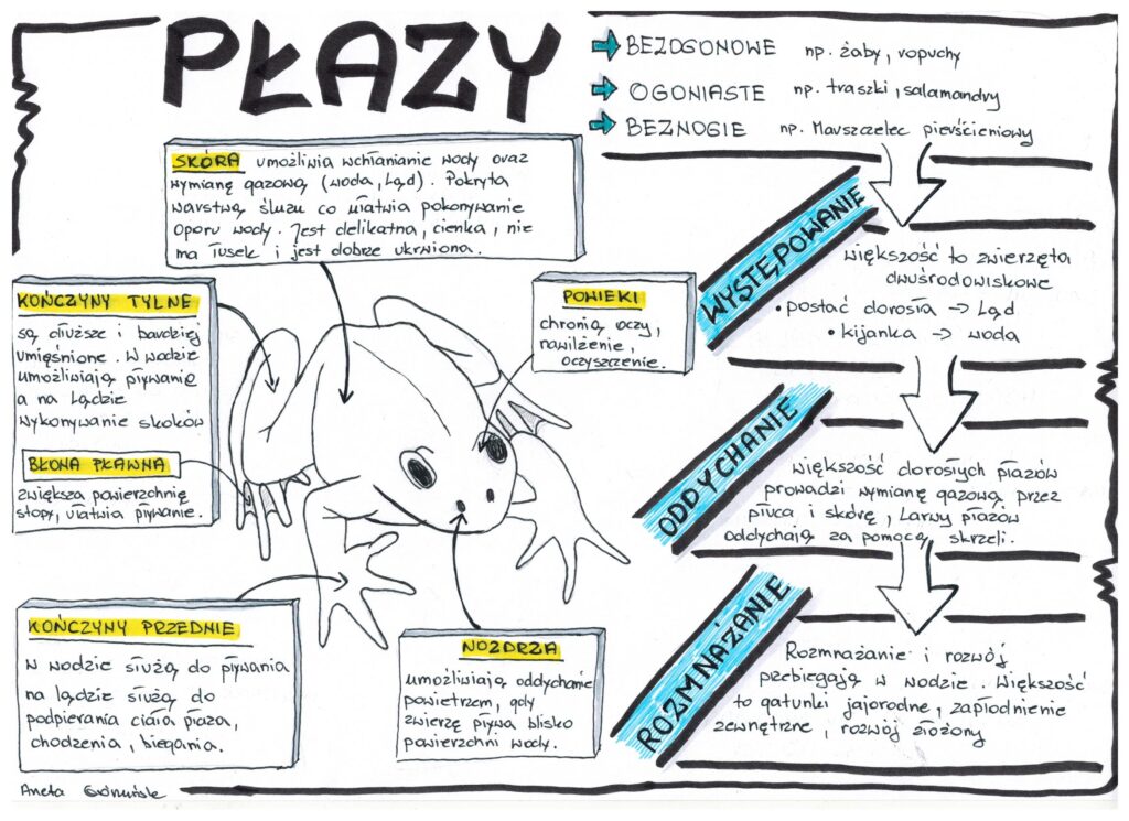 Biologia.Płazy - klasa 6 • Złoty nauczyciel Biologia Klasa 6 Dzial 3 Sprawdzian
