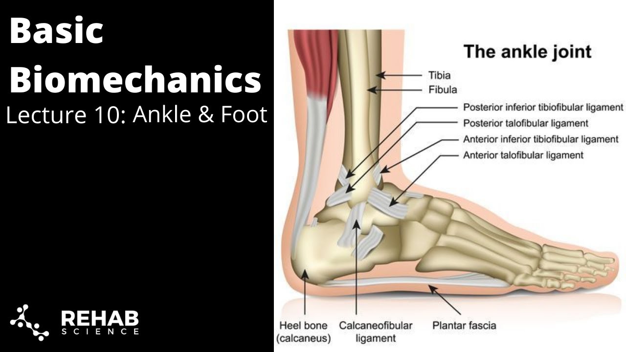 Biomechanics Lecture 10: Ankle & Foot - YouTube Acta Of Bioengineering And Biomechanics Impact Factor