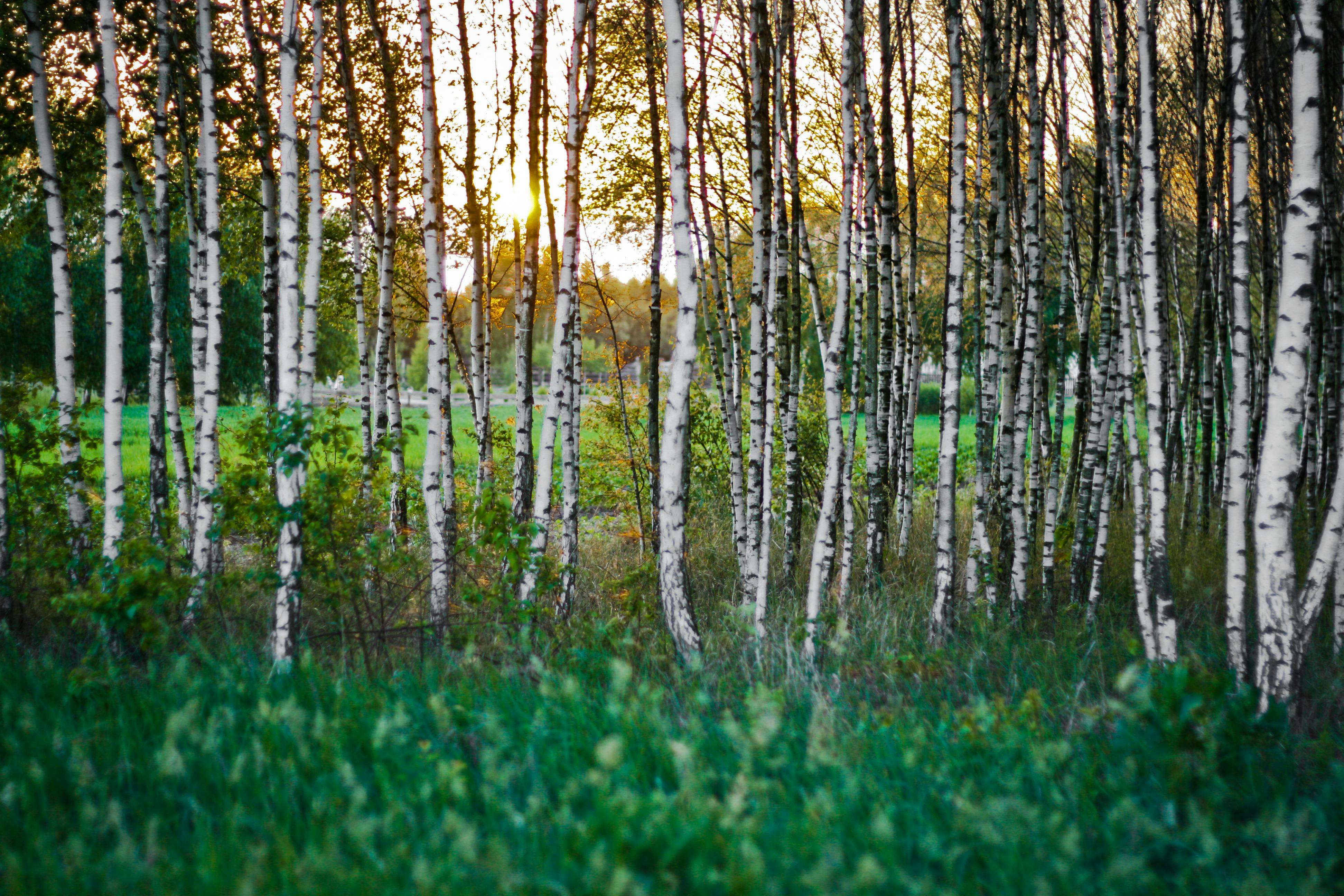Birch A Malim T Psychologia Rozwojowa W Zarysie