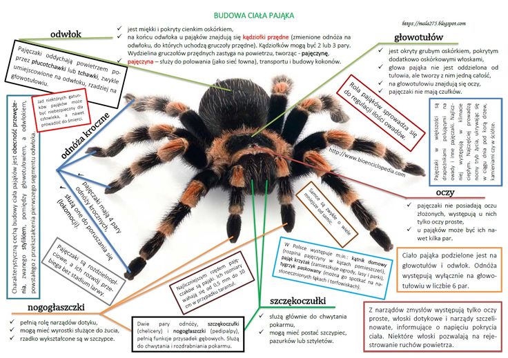 BLOG EDUKACYJNY DLA DZIECI: Budowa pająka Swiat Pajeczakow Jest Bardzo Roznorodny